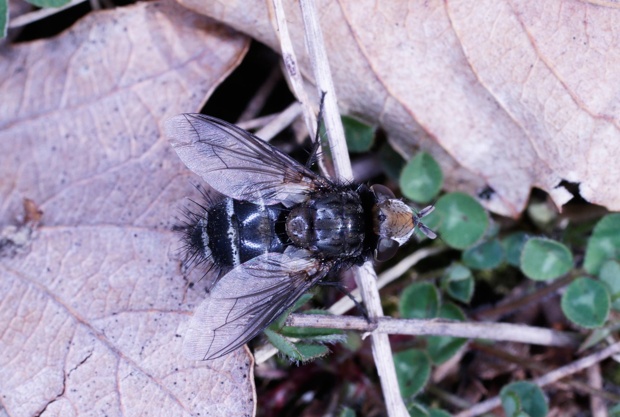 Tachinidae: cfr. Gonia sp.